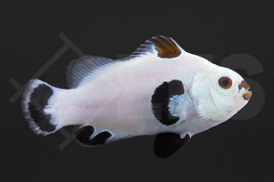 m10163_Amphiprion-ocellaris_Falscher-Clownfisch-Snow-Storm_01