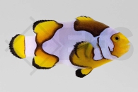 m10170_Amphiprion-percula_Echter-Clownfisch_Premium-Picasso_01