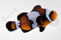 m10168_Amphiprion-ocellaris_Falscher-Clownfisch_Black-Ice_02