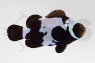 m10181_Amphiprion-ocellaris_Falscher-Clownfisch_Black-Snowflake_01