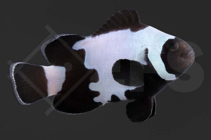 m10182_Amphiprion-ocellaris_Falscher-Clownfisch_Premium-Black-Snowflake_01