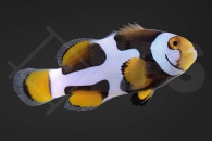 m10184_Amphiprion-percula_Echter-Clownfisch_onyx-picasso_01