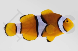 m10185_Amphiprion-percula_Echter-Clownfisch_Orange_01