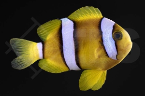m10186_Amphiprion-clarkii_Clarks-Anemonenfisch_Natur_02