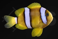 m10186_Amphiprion-clarkii_Clarks-Anemonenfisch_Natur_02