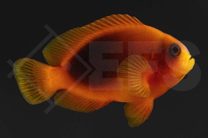 m10187_Amphiprion-ephippium_Gluehkohlen-Anemonenfisch_Natur_01