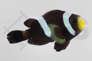 m10193_Amphiprion-polymnus_Sattelfleck-Anemonenfisch_Schwarz_01