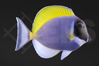 m10201_Acanthurus-leucosternon_Weisskehl-Doktorfisch_01