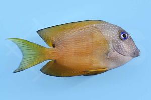 m10204_Ctenochaetus-binotatus_Blauaugen-Borstenzahndoktor_00