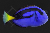 m10207_Paracanthurus-hepatus_Paletten-Doktorfisch_01