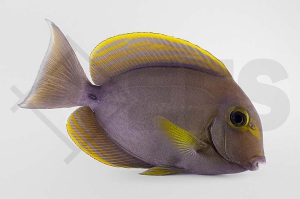 m10218_Acanthurus-xanthopterus_Gelbmasken-Doktor_02