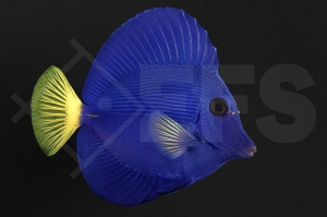 m10222_Zebrasoma-xanthurum_Rotmeer-Doktorfisch_01