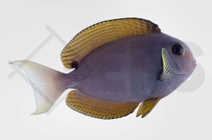 m10224_Acanthurus-nubilus_Nadelstreifen-Doktorfisch_01