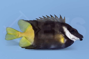 m10225_Siganus-uspi_Zweifarben-Fuchsgesicht_00