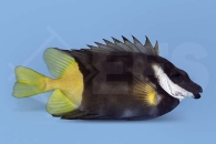 m10225_Siganus-uspi_Zweifarben-Fuchsgesicht_00