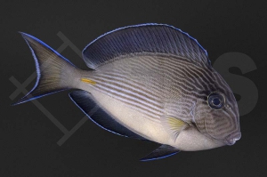 m10226_Acanthurus-sohal_Arabischer-Doktorfisch_01