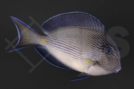 m10226_Acanthurus-sohal_Arabischer-Doktorfisch_01