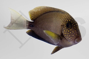 m10234_Acanthurus-maculiceps_Punktgesicht-Doktorfisch_01