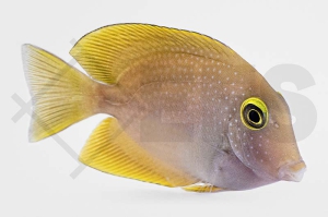 m10235_Ctenochaetus-truncatus_Indischer-Goldring-Borstenzahndoktor_03