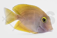 m10235_Ctenochaetus-truncatus_Indischer-Goldring-Borstenzahndoktor_03