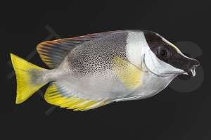 m10258_siganus_magnificus_andamen_fuchsgesicht_01