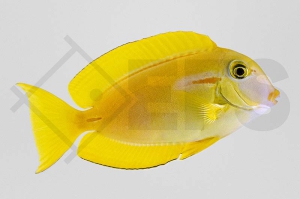 m10273_Acanthurus-olivaceus_Orangefleck-Doktor_juvenil_01