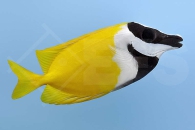m10274_Siganus-vulpinus_Fuchsgesicht_00
