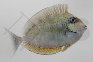 m10277_Naso-vlamingii_Masken-Nasendoktorfisch_01