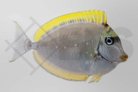 m10282_Naso-elegans_Indischer-Gelbklingen-Nasendoktor_051