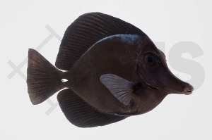 m10284_Zebrasoma-rostratum_Schwarzer-Segelflossen-Doktor_01