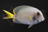 m10289_Acanthurus-leucocheilus_Weisslippen-Doktorfisch_01