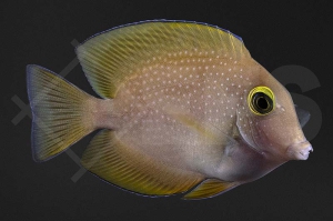 m10291_Ctenochaetus-truncatus_Indischer-Goldring-Borstenzahndoktor_02