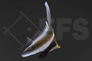 m10301_Heniochus_chrysostomus_Pazifik-Wimpelfisch_01