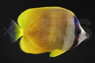 m10303_Chaetodon-kleinii_Kleins-Falterfisch_01