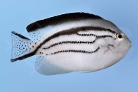 m10307_Genicanthus-lamarck_Lamarcks-Lyrakaiserfisch_00