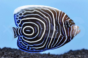 m10308_Pomacanthus-imperator_Imperator-Kaiserfisch_00