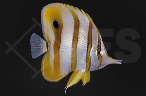 m10313_Chelmon-rostratus_Orangebinden-Pinzettfisch_05