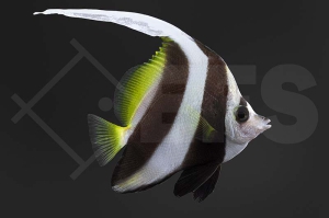 m10317_Heniochus-acuminatus_Rotmeer-Wimpelfisch_02