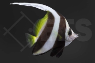 m10317_Heniochus-acuminatus_Rotmeer-Wimpelfisch_02