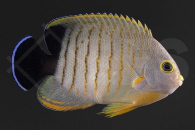 m10319_Centropyge-eibli_Eibls-Zwergkaiserfisch_01