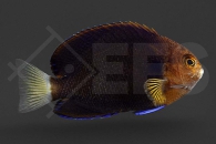 m10321_centropyge_flavicauda_weissschwanz_zwergkaiser_01