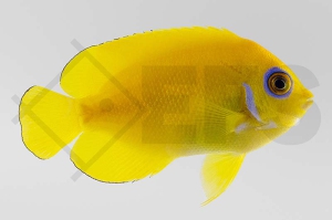 m10322_Centropyge-flavissima_Zitronen-Zwergkaiserfisch_02