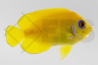 m10322_Centropyge-flavissima_Zitronen-Zwergkaiserfisch_02