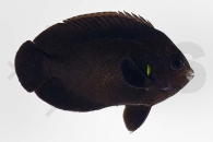 m10324_Centropyge-nox_Mitternachts-Zwergkaiserfisch_01