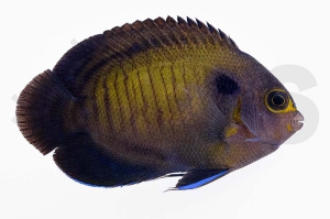 m10328_Centropyge-multispinis_Blauflossen-Zwergkaiserfisch_249