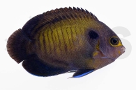 m10328_Centropyge-multispinis_Blauflossen-Zwergkaiserfisch_249