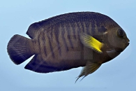 m10329_Centropyge-flavipectoralis_Mondstrahl-Zwergkaiserfisch_00