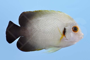 m10331_Centropyge-vroliki_Perlschuppen-Zwergkaiserfisch_00