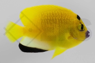 m10332_Apolemichthys trimaculatus_Dreipunkt-Kaiserfisch_02