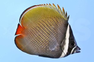 m10335_Chaetodon-collare_Rotschwanz-Falterfisch_00